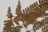 斜方複葉耳蕨藏品圖，第5張