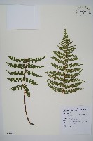 玉山擬麟毛蕨藏品圖，第1張