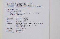 玉山擬麟毛蕨藏品圖，第2張