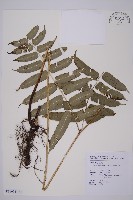 高山鳳丫蕨藏品圖，第1張