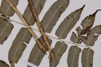 高山鳳丫蕨藏品圖，第4張