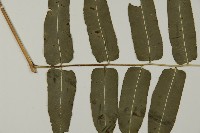 高山鳳丫蕨藏品圖，第5張