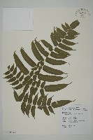 高山鳳丫蕨藏品圖，第6張