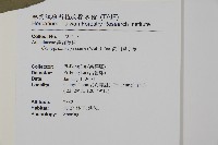 高山鳳丫蕨藏品圖，第7張