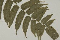 高山鳳丫蕨藏品圖，第8張