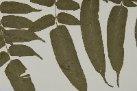 高山鳳丫蕨藏品圖，第9張