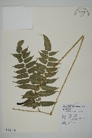 高山鳳丫蕨藏品圖，第1張