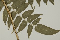 高山鳳丫蕨藏品圖，第3張