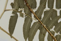 高山鳳丫蕨藏品圖，第4張