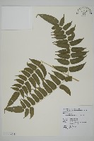 高山鳳丫蕨藏品圖，第6張