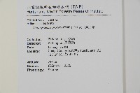 高山鳳丫蕨藏品圖，第7張