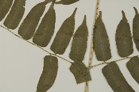 高山鳳丫蕨藏品圖，第9張