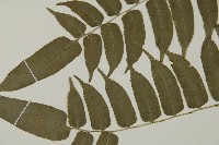 高山鳳丫蕨藏品圖，第10張