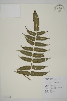 高山鳳丫蕨藏品圖，第11張