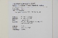 高山鳳丫蕨藏品圖，第12張