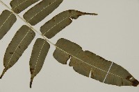 高山鳳丫蕨藏品圖，第13張