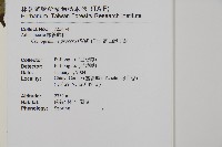 高山鳳丫蕨藏品圖，第15張