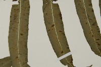 高山鳳丫蕨藏品圖，第17張