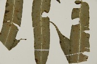 高山鳳丫蕨藏品圖，第18張