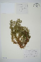 蛇足石杉、千層塔藏品圖，第1張