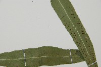 單葉雙蓋蕨藏品圖，第3張