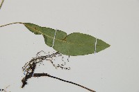 單葉雙蓋蕨藏品圖，第4張