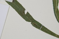 單葉雙蓋蕨藏品圖，第5張