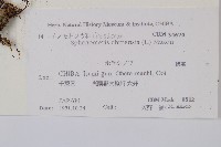 烏蕨藏品圖，第2張