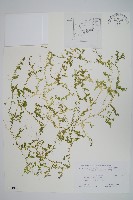 疏葉卷柏藏品圖，第1張