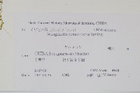 疏葉卷柏藏品圖，第2張