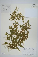 海金沙藏品圖，第1張