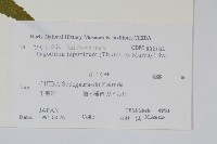 海金沙藏品圖，第2張