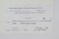 水蕨藏品圖，第2張