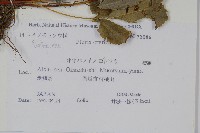 大葉鳳尾蕨藏品圖，第2張