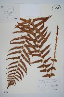 登錄號:P011063藏品圖，第1張