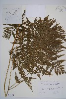 中華雙蓋蕨藏品圖，第1張