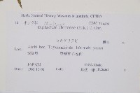 中華雙蓋蕨藏品圖，第2張