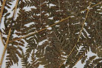 中華雙蓋蕨藏品圖，第3張