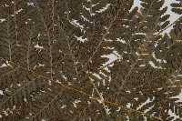 中華雙蓋蕨藏品圖，第4張