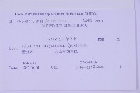 華中鐵角蕨藏品圖，第2張