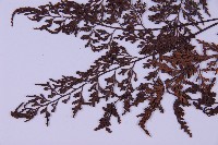 華中鐵角蕨藏品圖，第4張