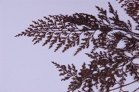 華中鐵角蕨藏品圖，第5張