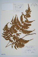 深山雙蓋蕨藏品圖，第1張