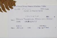 深山雙蓋蕨藏品圖，第2張