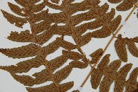 深山雙蓋蕨藏品圖，第4張