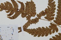 深山雙蓋蕨藏品圖，第5張