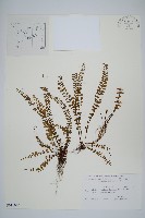 鐵角蕨藏品圖，第1張