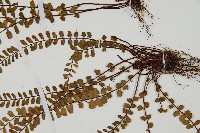 鐵角蕨藏品圖，第3張