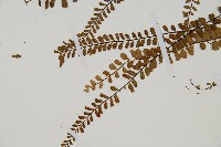 鐵角蕨藏品圖，第4張