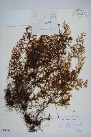 登錄號:P011071藏品圖，第1張